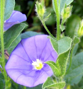  The flower colour is a delicate lilac blue. 