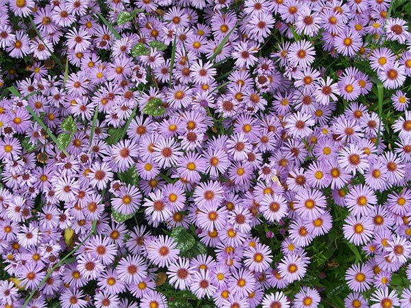 flower aster