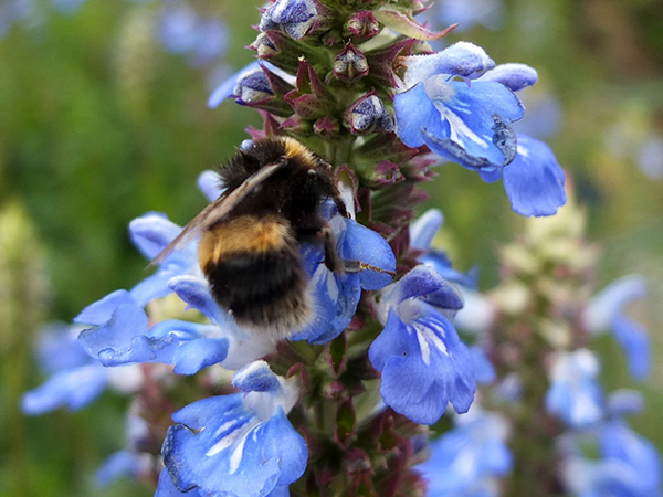  Lucky bee! 