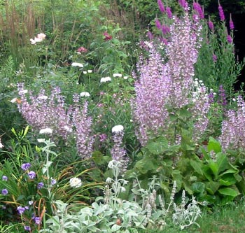 IMAGE(http://www.mooseyscountrygarden.com/perennial-plants/clary-sage-border.jpg)