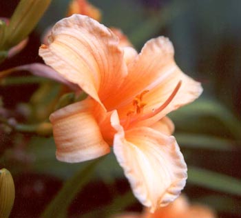  Hemerocallis is the proper name for day Lilies 