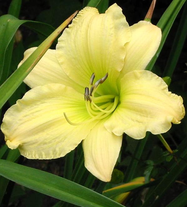  This is a tall variety of Lemon Daylily 