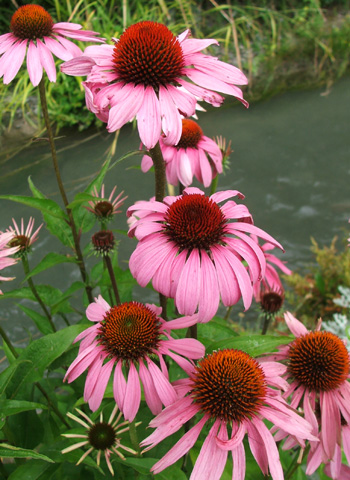  What a beautiful colour they are! 