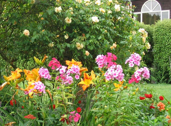 The pink coloured phloxes look fabulous with the big rusty orange daylilies. The pink coloured phloxes look fabulous with the big rusty orange daylilies.