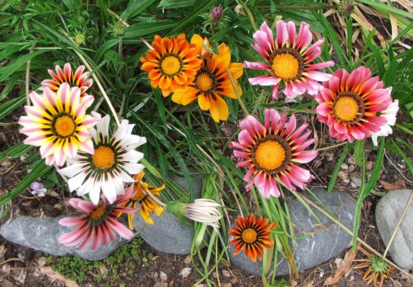  Subtle colour designs on a simple daisy shape. 