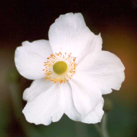 Beware - Japanese Anenomes are very invasive.