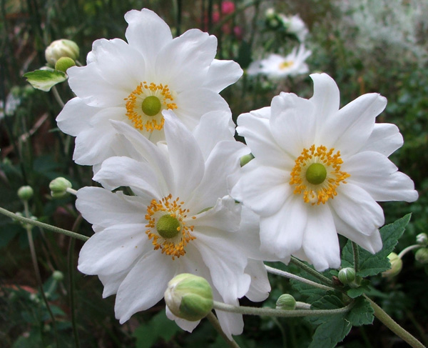 White Japanese Anemones in the Garden