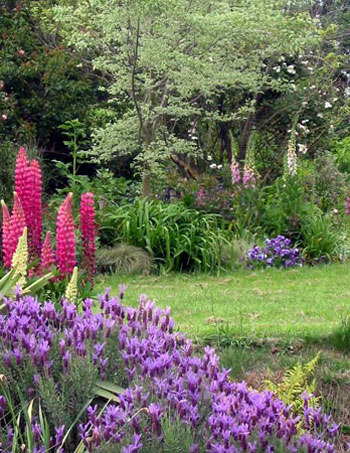 A very stylish flower colour. 