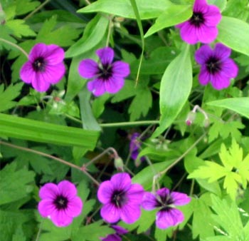 perennial-geranium.jpg