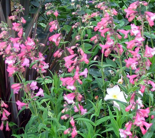 pink penstemon