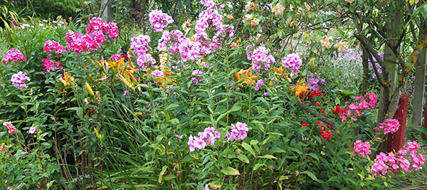  Various pretty shades of pink. 