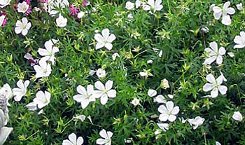  A very delicate looking plant. 