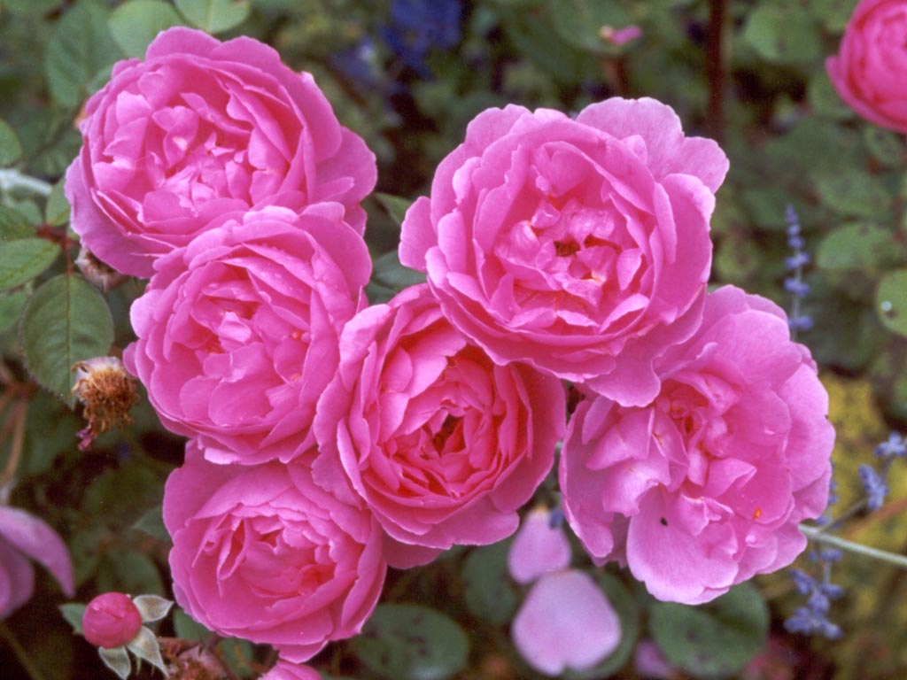 http://www.mooseyscountrygarden.com/pink-rose-pictures/david-austin-pink-rose.jpg