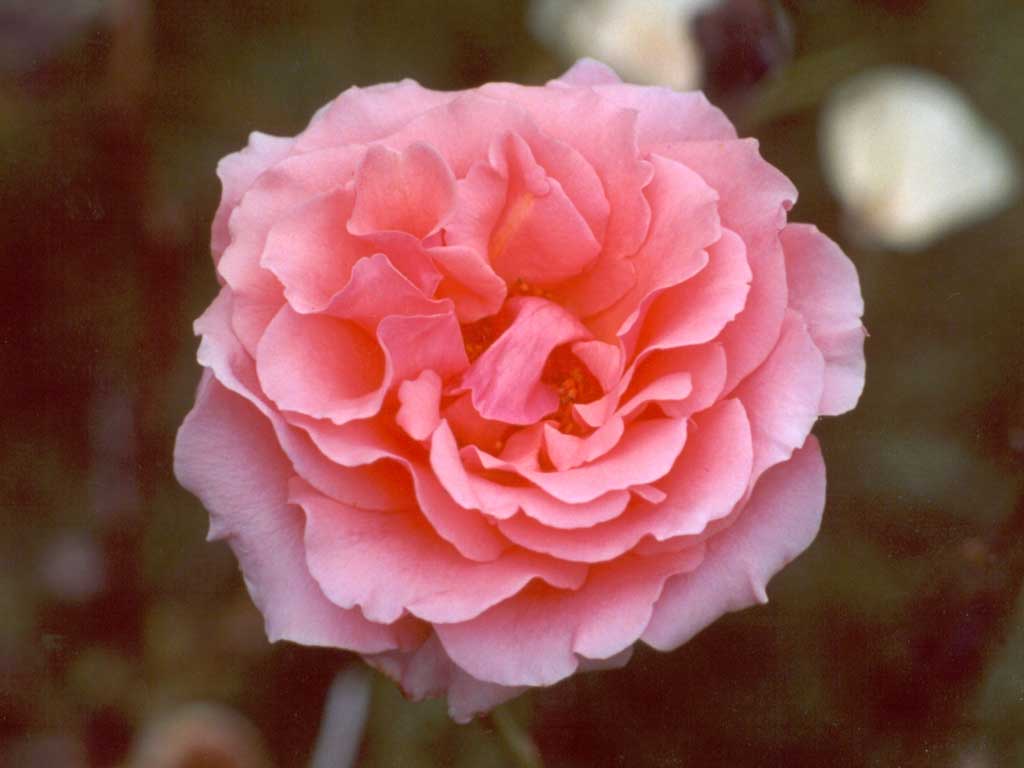 pink-rose-flower.jpg