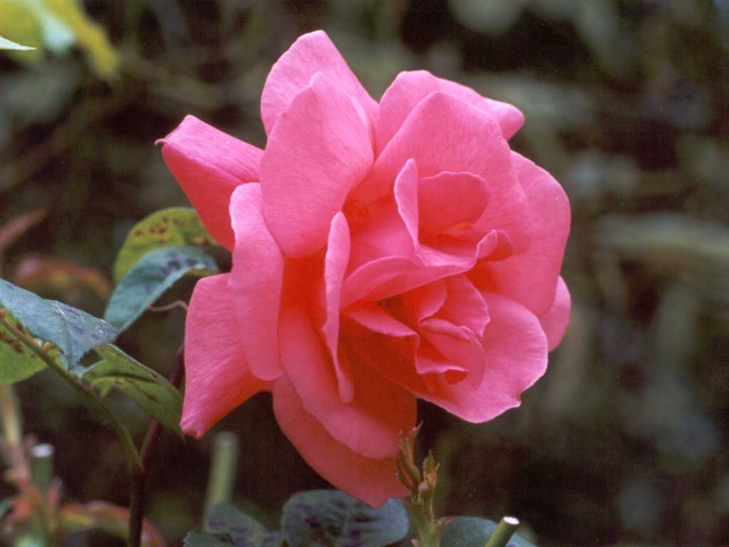 tea rose pink