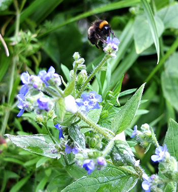  A weedy perennial. 