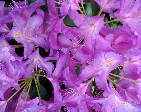  A rhododendron called Blue Jay. 