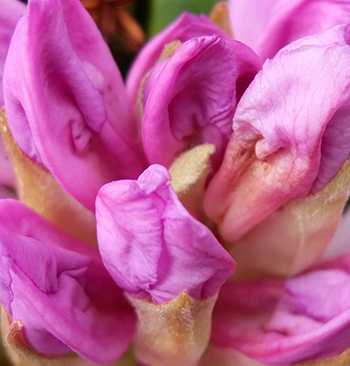  These open into really pale flowers. 