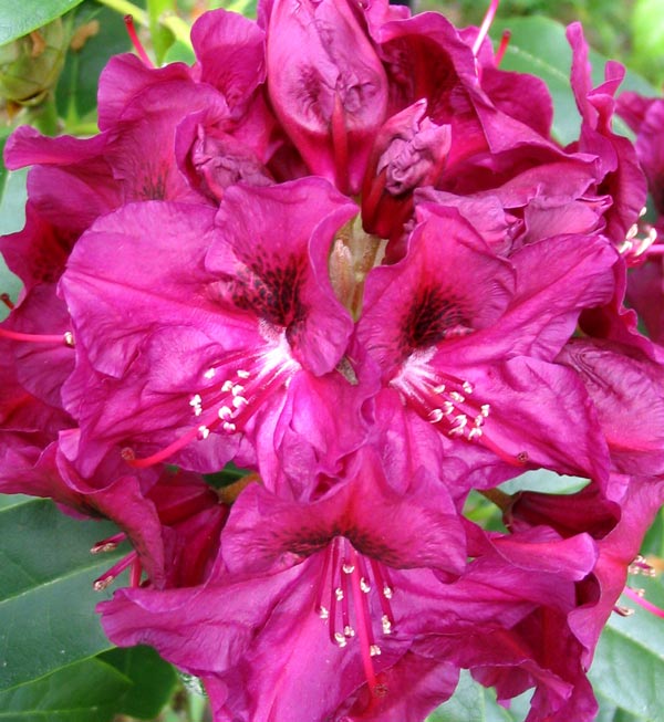  This rhododendron grows near the water race. 