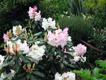  I'm waiting to see this shrub flowering again. 
