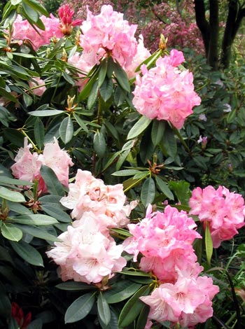 Covered in huge blooms. Covered in huge blooms.