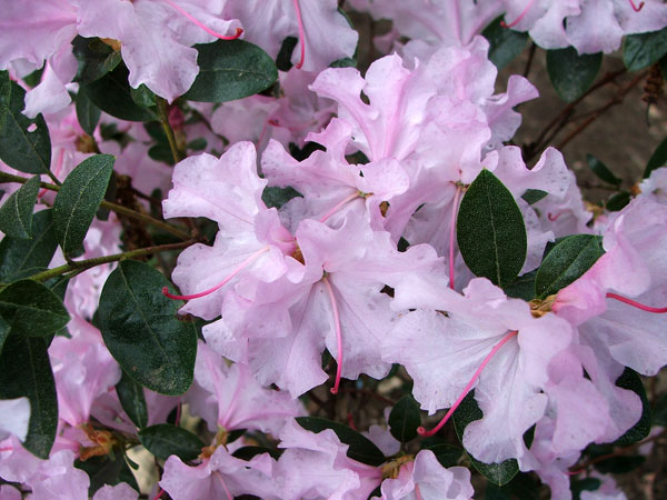 Pretty flowers. Pretty flowers.