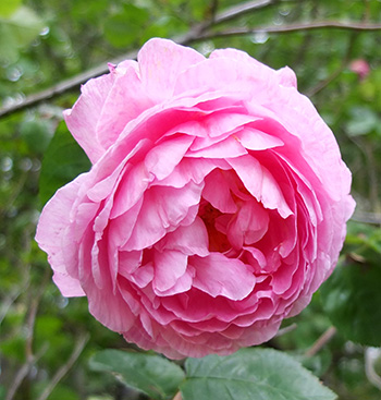  A once flowering David Austin rose - large and messy. 