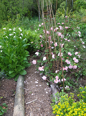  Clair Matin roses and Nicotiana. 