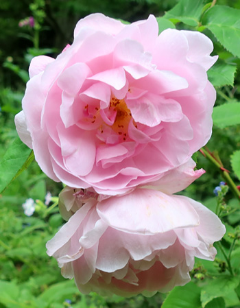 Near the glass-house. Near the glass-house.