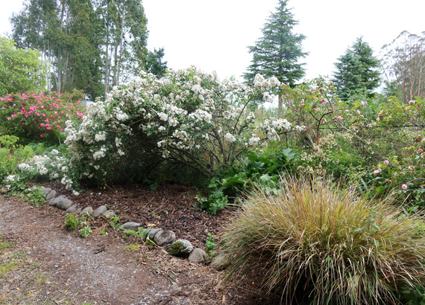  And no weeds underneath him. 