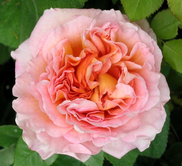  A David Austin English Rose. 