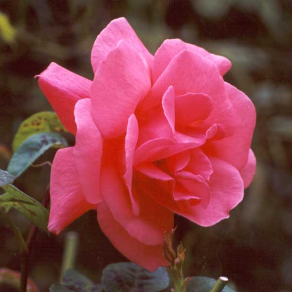 Beautiful Rose Flower Images. Beautiful pink rose flowers