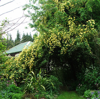  Climbing up into the plum tree. 