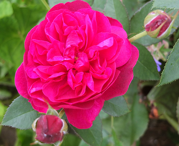  A beautiful new rose in my garden. 