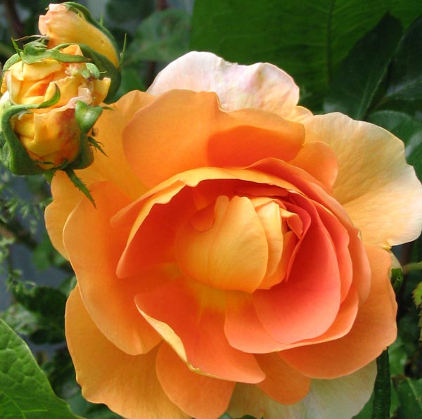  Another beautiful David Austin rose. 