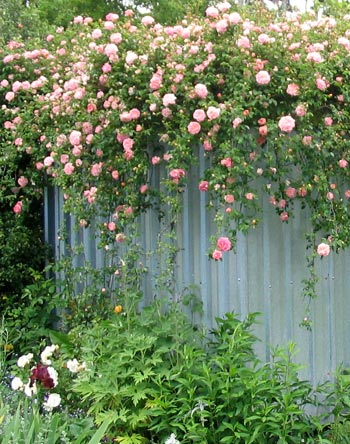 http://www.mooseyscountrygarden.com/rose-garden/climbing-rose.jpg