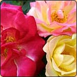  The climbing rose Masquerade. 
