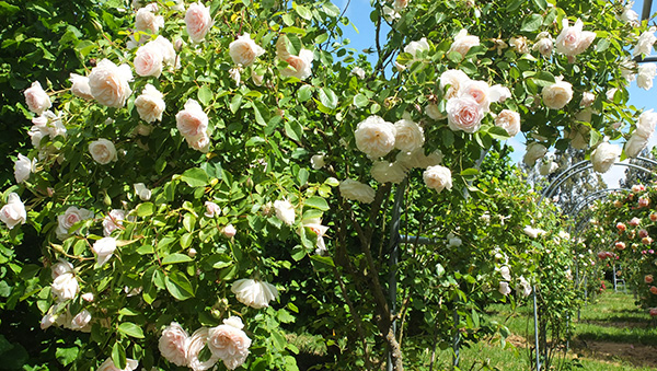  On an archway in the orchard. 