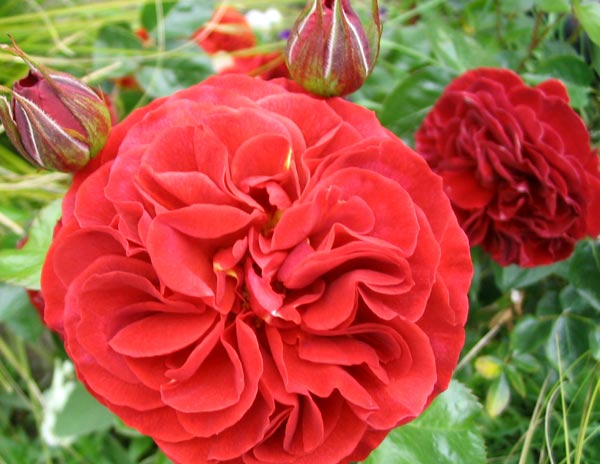  What a beautiful colour red this rose is. 