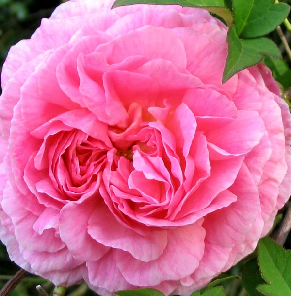  A David Austin rose. 