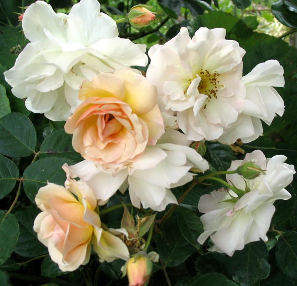 rose 9 -r-ro-(Hybrid muskl rose)