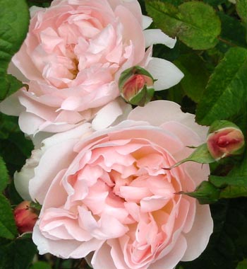  The David Austin rose Sharifa Asma 