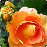  The David Austin rose Graham Thomas. 