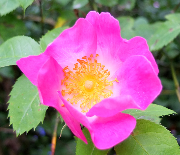 Fluro-pink! Fluro-pink!