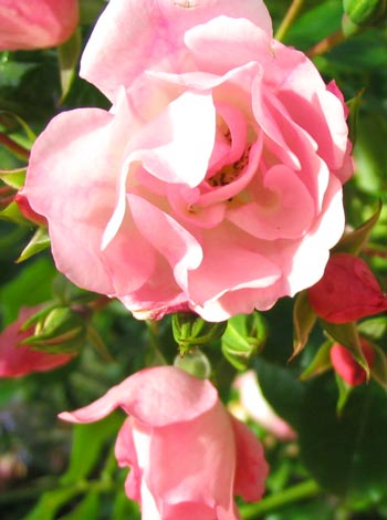 Flowers Roses on Light Pink Flower Carpet Rose