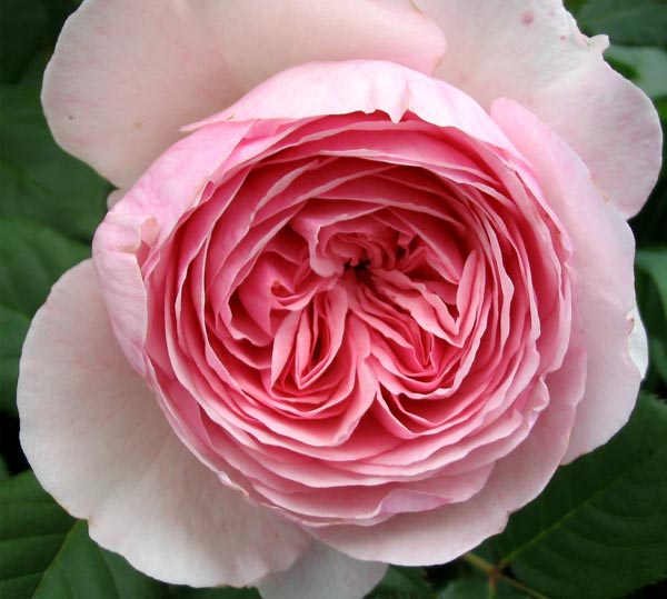 A David Austin rose. A David Austin rose.