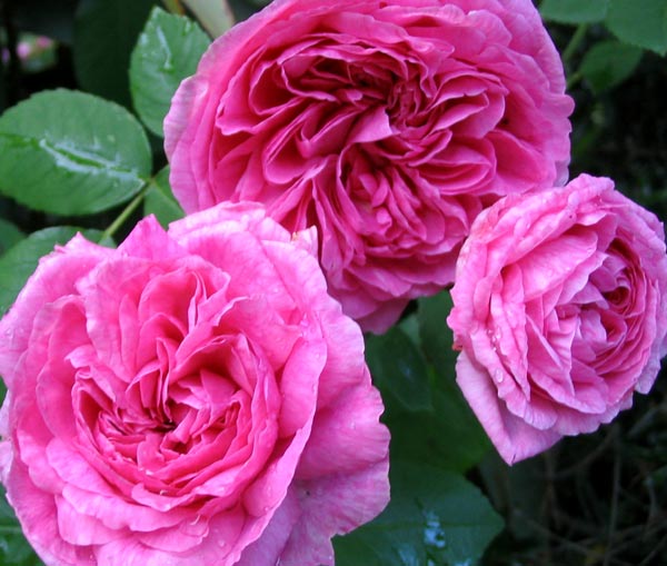  A beautifully fragrant David Austin English rose. 