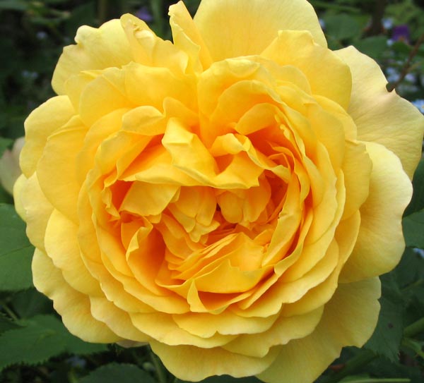 rose flowers images. Golden Celebration Rose