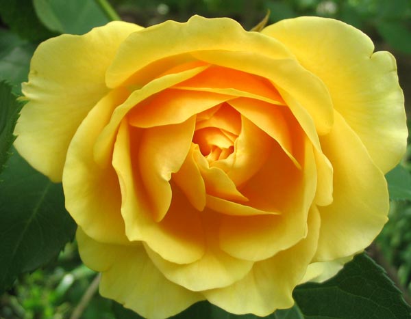  The famous David Austin yellow rose. 