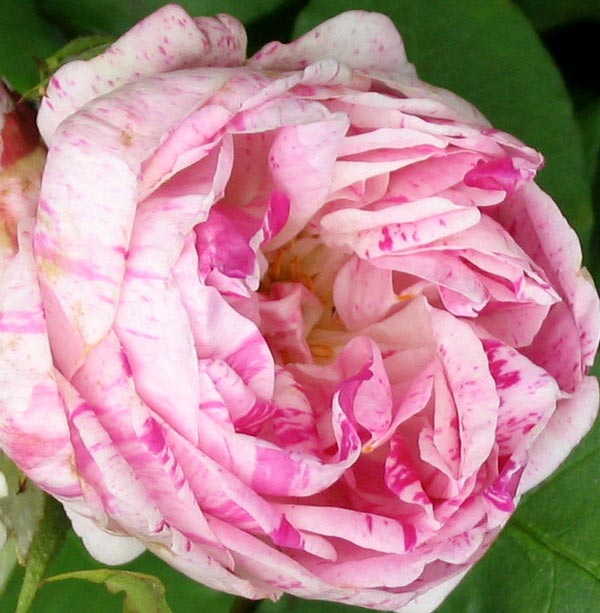  An old-fashioned rose. 